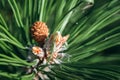 Closeup view of pine buds and a small cone among green needles. Macro of beautiful branches of an evergreen tree Royalty Free Stock Photo