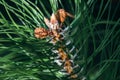 Closeup view of pine buds and a small cones among green needles. Macro of beautiful branches of an evergreen tree Royalty Free Stock Photo