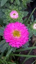 Closeup view of pink aster flowers and plant Royalty Free Stock Photo