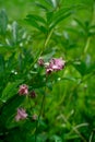 Closeup view of pink bluebell flowers