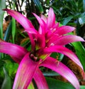 Closeup view of pink flower known as Scarlet Stars at the Botanical Garden