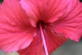 Closeup view of the pink flower pot. Selective focus image.