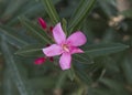 Closeup view of a pink geranium bloom and buds