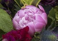 Closeup view of a pink peony bloom