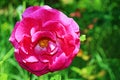 Beautiful pink rose flower on green background Royalty Free Stock Photo