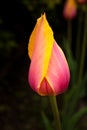 Closeup view of pink and yellow tulip. Royalty Free Stock Photo