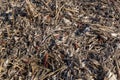 Closeup view of post harvest corn field Royalty Free Stock Photo