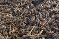 Closeup view of post harvest corn field showing cobs and broken stalks and husks Royalty Free Stock Photo