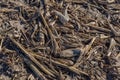 Closeup view of post harvest corn field showing cobs and broken stalks and husks Royalty Free Stock Photo