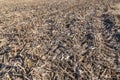 Closeup view of post harvest corn field showing cobs and broken stalks and husks Royalty Free Stock Photo