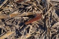 Closeup view of post harvest corn field showing cobs and broken stalks and husks Royalty Free Stock Photo