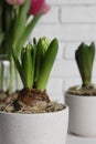 Closeup view of potted hyacinth flowers indoors