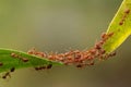 Closeup view of the power of unity of red ants Royalty Free Stock Photo