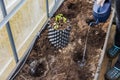 Closeup view of preparation of beds by watering from watering can deepening hole in beds for planting seedlings.