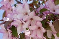 Closeup view of pretty pink crabapple flower blossoms with soft focus background Royalty Free Stock Photo