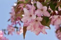 Closeup view of pretty pink and white crabapple flower blossoms with blue sky background Royalty Free Stock Photo