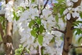 Closeup view of pretty white crabapple flower blossoms with soft focus background Royalty Free Stock Photo