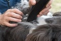 Closeup view of the professional grooming of felted hair coat