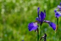 Closeup view of purple bearded iris bloom Royalty Free Stock Photo