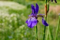 Closeup view of purple bearded iris bloom Royalty Free Stock Photo