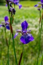 Closeup view of purple bearded iris bloom Royalty Free Stock Photo