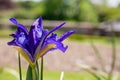 Closeup view of purple bearded iris bloom Royalty Free Stock Photo