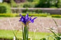 Closeup view of purple bearded iris bloom Royalty Free Stock Photo