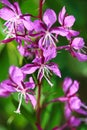 Closeup view of purple fireweed flowers on a green background