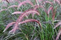 Closeup view of purple fountain grass plumes