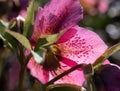 Closeup of purple Hellebore flower with petal spot detail Royalty Free Stock Photo