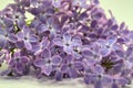 Closeup view of purple lilac flowers