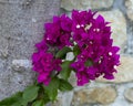 Closeup view of purple queen bougainvillea