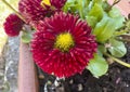 Closeup view purple-red bloom of the common daisy in Tuscany, Italy. Royalty Free Stock Photo