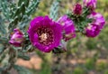 Closeup view of a purple Tree Cholla flower in New Mexico USA