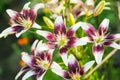 Closeup view of the purple and white lily flowers in the garden against the blurred green background. Royalty Free Stock Photo