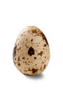 Quail egg Royalty Free Stock Photo