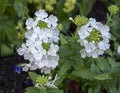 Closeup view of rain moistened Mock verain, Glandularia, in Vail Village, Colorado.