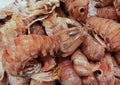 Closeup view of rare fresh raw Squilla Mantis Shrimp on sale on local seafood market - Squilla Empusa