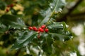 closeup view of red berries on a holly plant, on green foliage thrown out Royalty Free Stock Photo