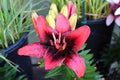 Closeup view of a red and black lily flower Royalty Free Stock Photo