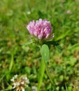 Trifolium pratense, the red clover. Closeup of the blossom. Royalty Free Stock Photo