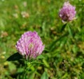 Trifolium pratense, the red clover. Closeup of the blossom. Royalty Free Stock Photo