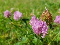 Trifolium pratense, the red clover. Closeup of the blossom. Royalty Free Stock Photo