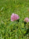 Trifolium pratense, the red clover. Closeup of the blossom. Royalty Free Stock Photo