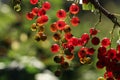 Closeup view of red currant bush with ripening berries outdoors on sunny day Royalty Free Stock Photo