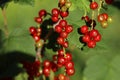 Closeup view of red currant bush with ripening berries outdoors on sunny day Royalty Free Stock Photo