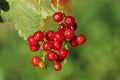 Closeup view of red currant bush with ripening berries outdoors on sunny day Royalty Free Stock Photo