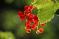 Closeup view of red currant bush with ripening berries outdoors on sunny day Royalty Free Stock Photo