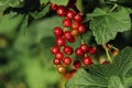 Closeup view of red currant bush with ripening berries outdoors on sunny day. Space for text Royalty Free Stock Photo