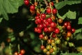 Closeup view of red currant bush with ripening berries outdoors on sunny day. Space for text Royalty Free Stock Photo